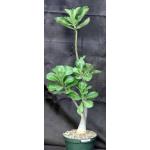Adenium cv Gr1Gen x 532 8-inch pots